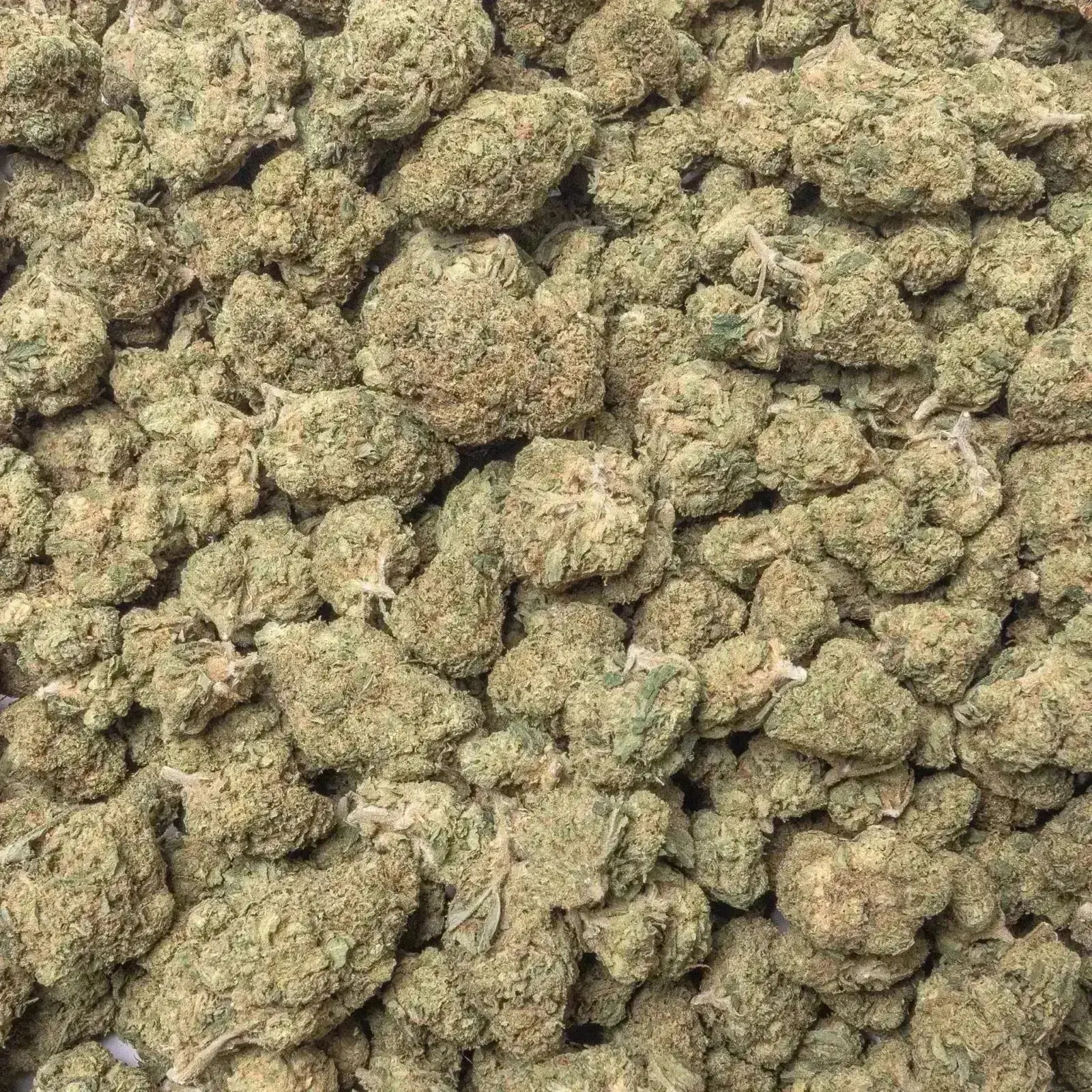 Acapulco Gold THCa Flower - Image 4