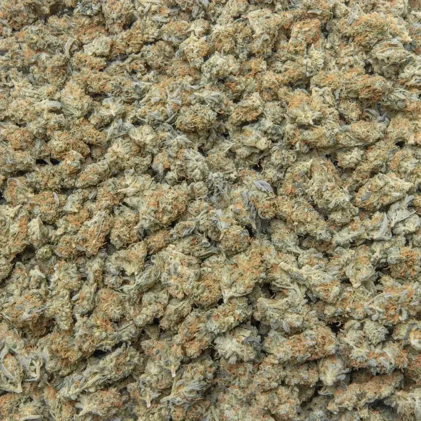 Blue Dream THCa Flower Ounce - Image 4