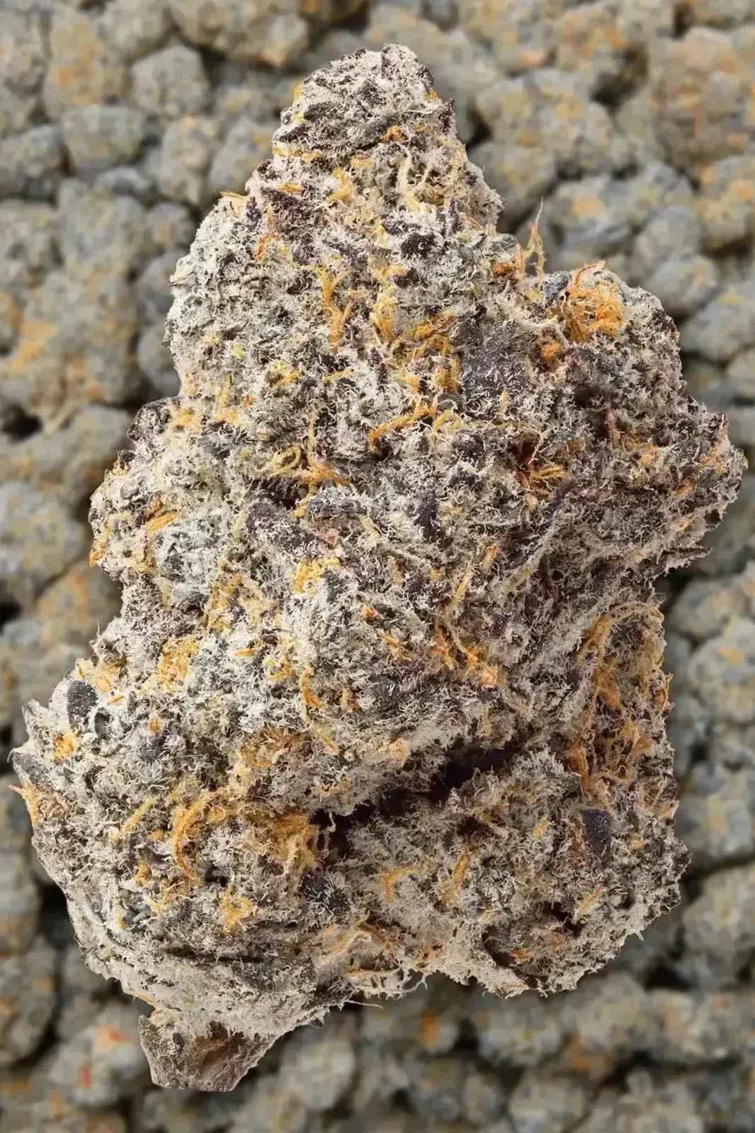 Blue Zooties THCa Flower - Image 2