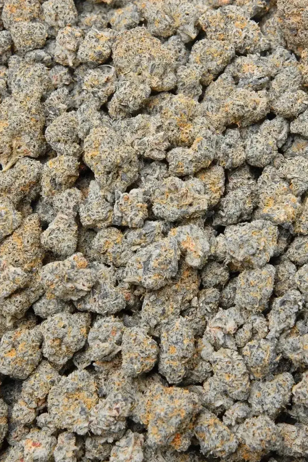 Blue Zooties THCa Flower - Image 3