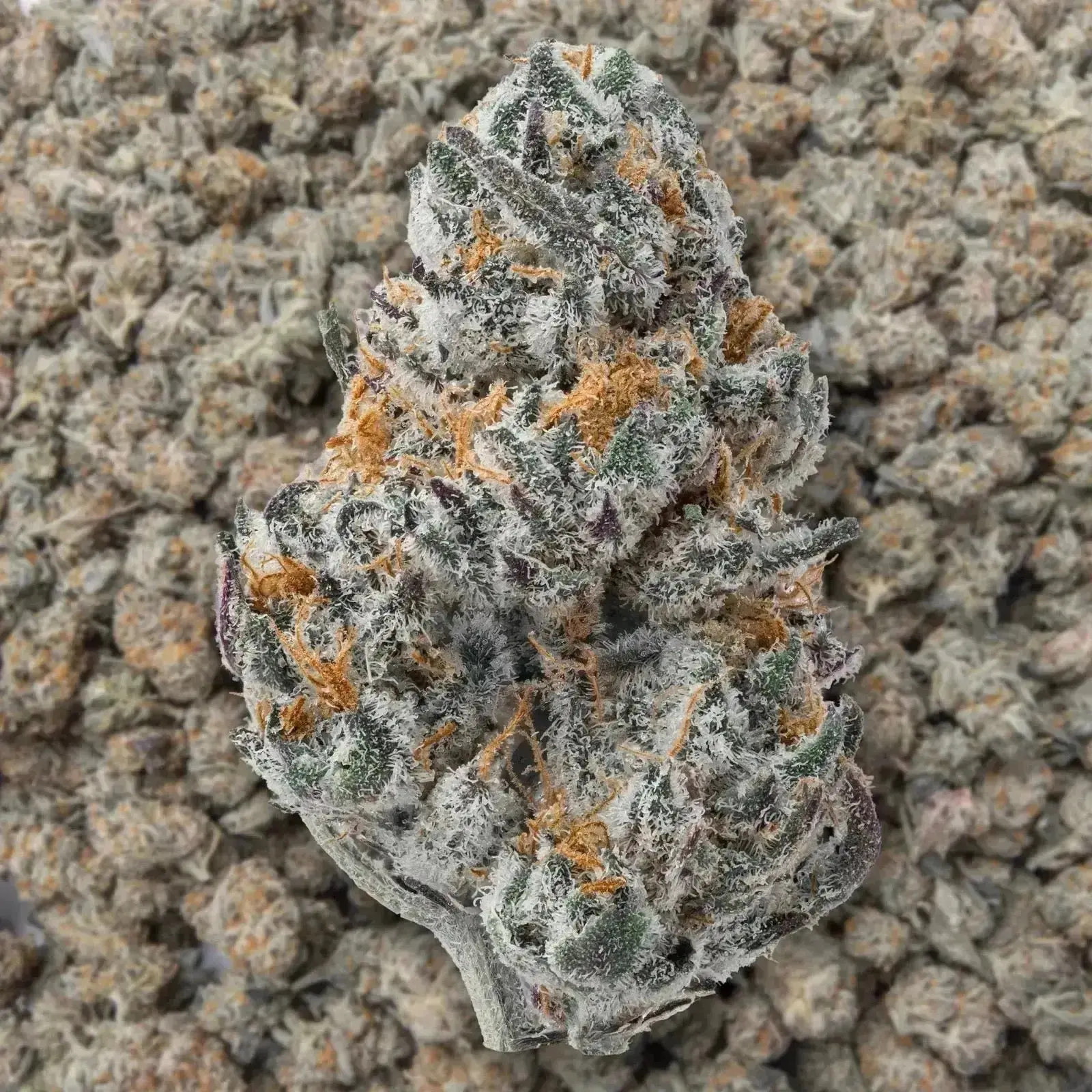 Cookies And Cream Exotic Smalls THCa Flower - Image 3