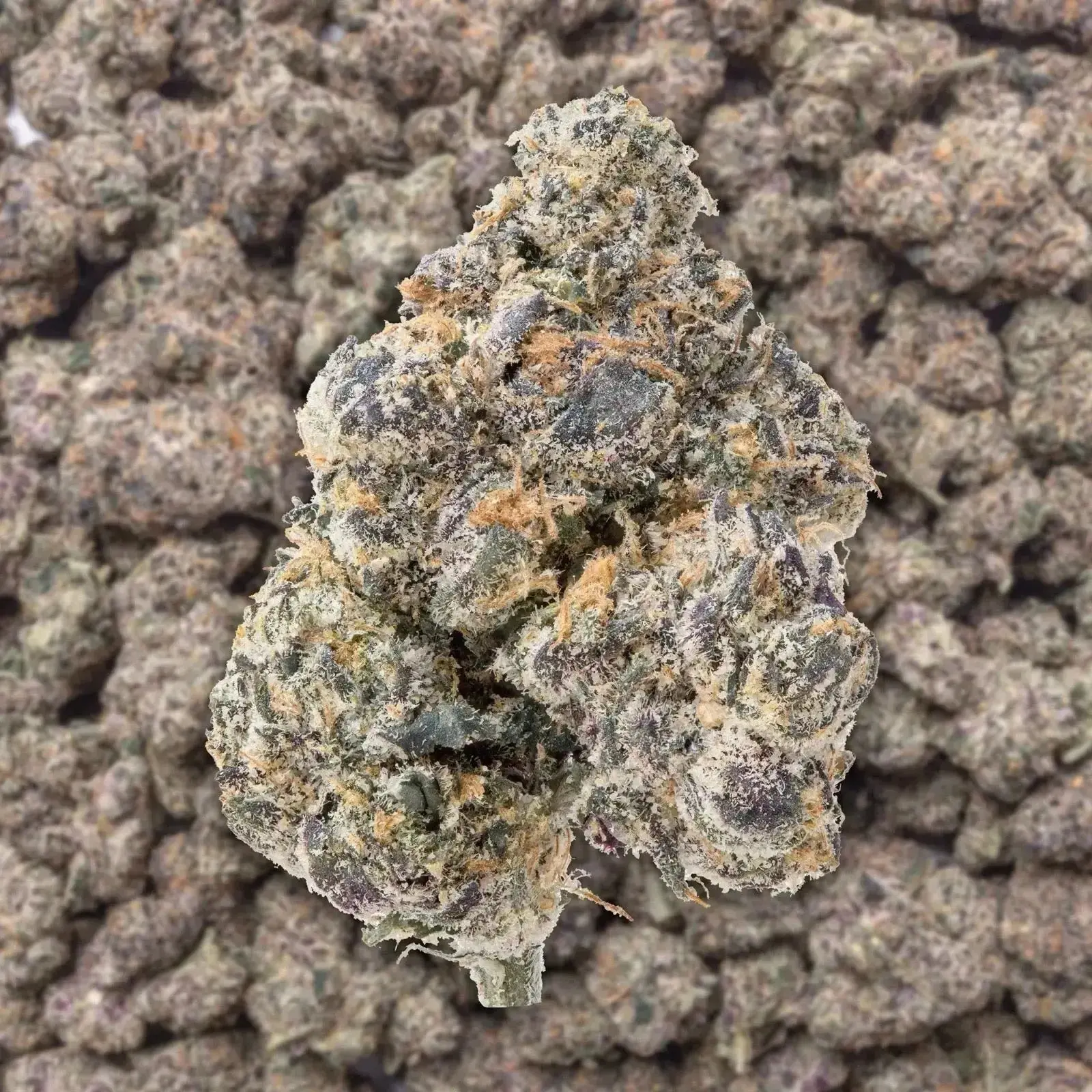 GMZ Exotic THCa Flower Ounce - Image 2