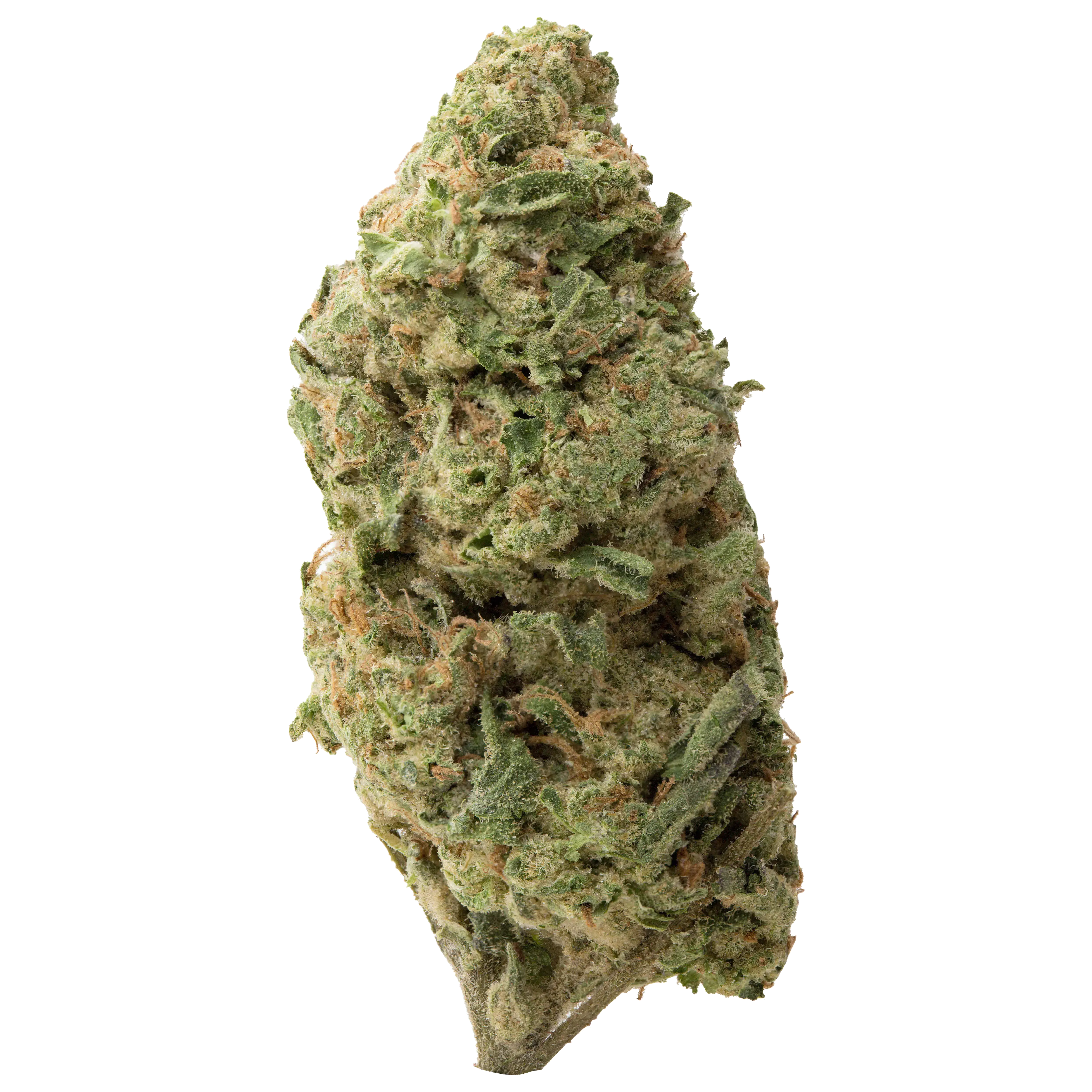 Gorilla Glue (GG4) THCA Flower | 28 Grams - Image 3