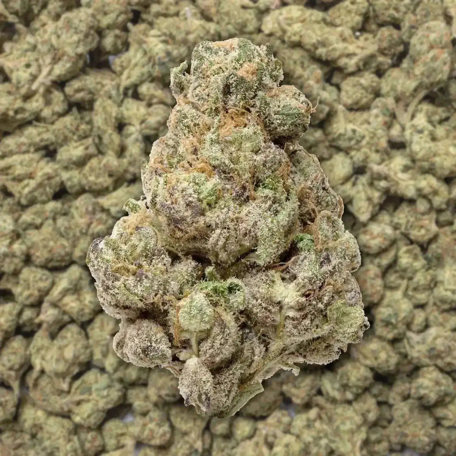 Lemon Cherry Gelato THCa Flower Ounce - Image 3