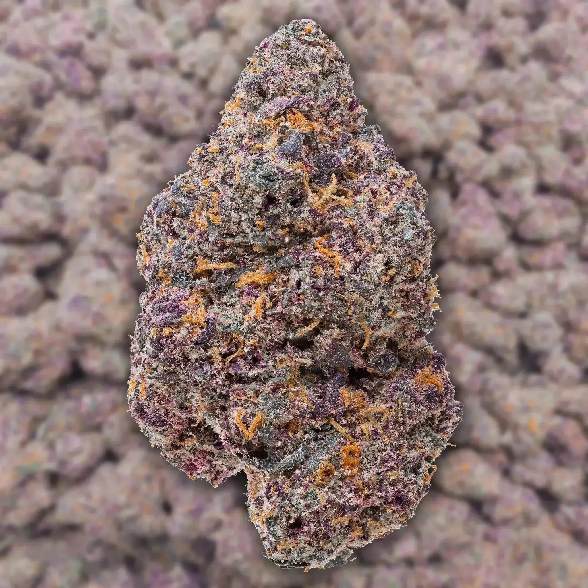Super Boof THCa Flower - Image 3